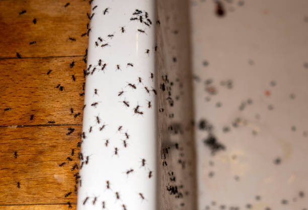 Best Cockroach Control Services  in Crete, IL